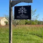 Figtrees * Margueron